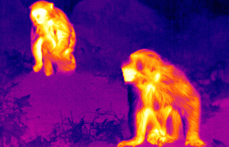 红外热成像伪彩效果图